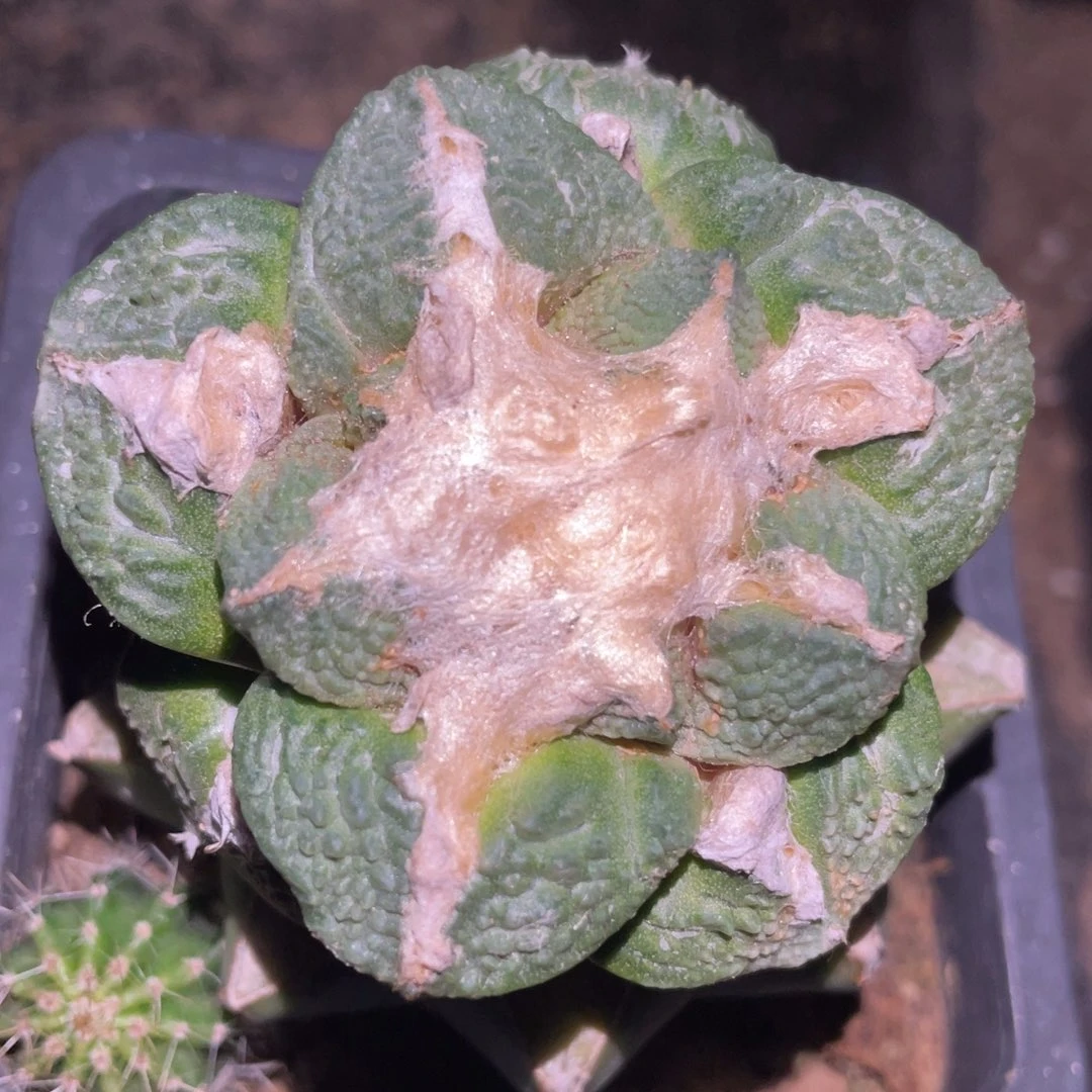 宽犹龟甲怒 仙人球