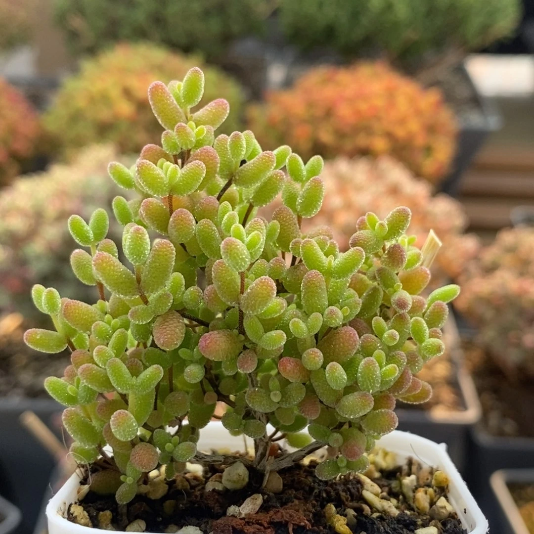 蜜橘糖球8641枝干番杏