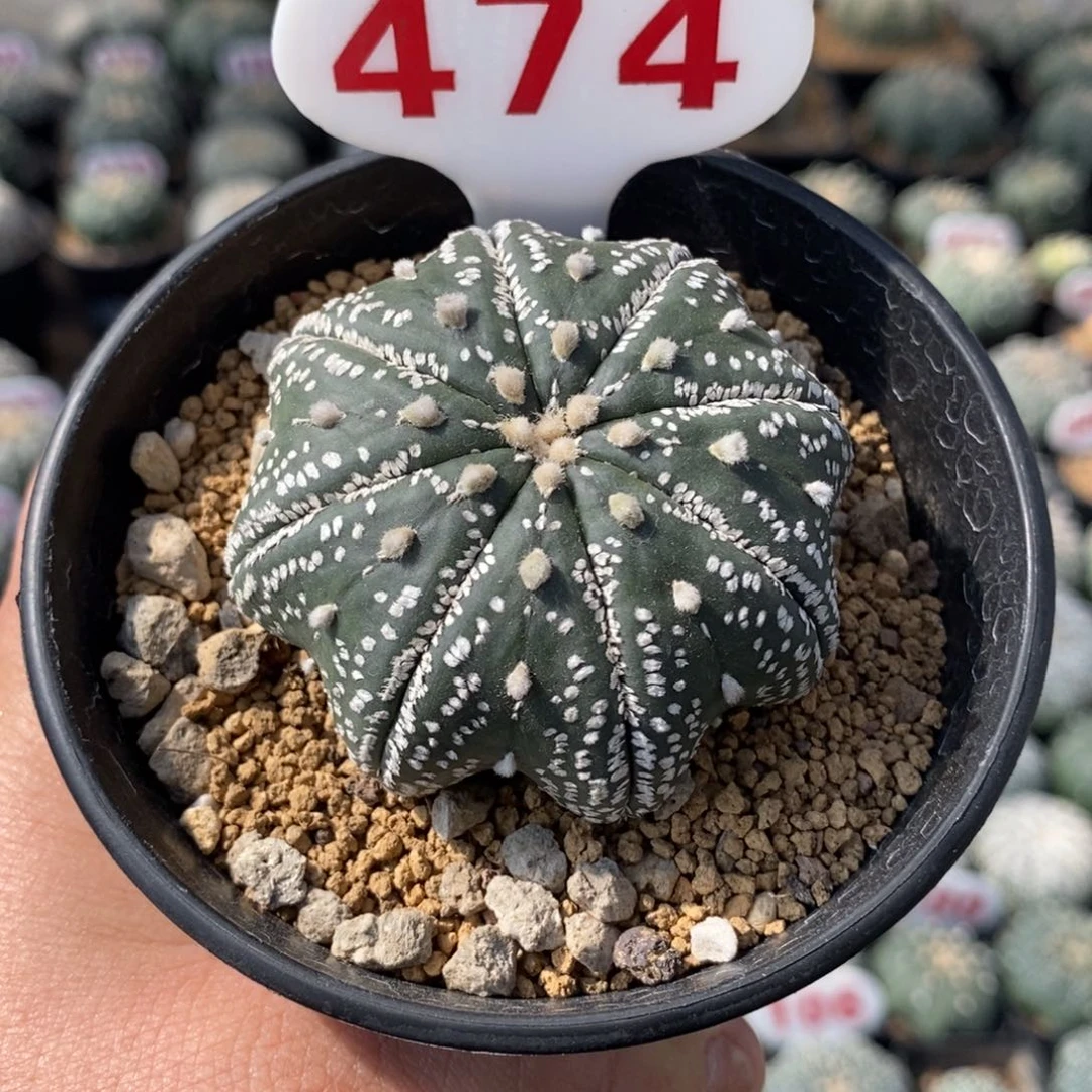 474海星美纹福利