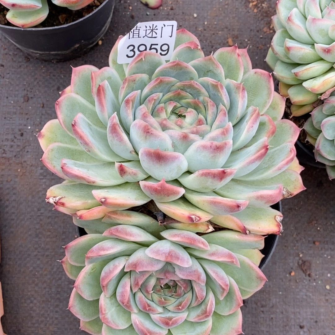 小***头杂交精品多肉3959~15厘米