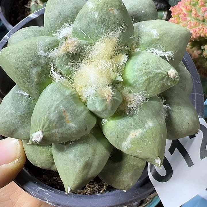 达摩青瓷怒012仙人球开花