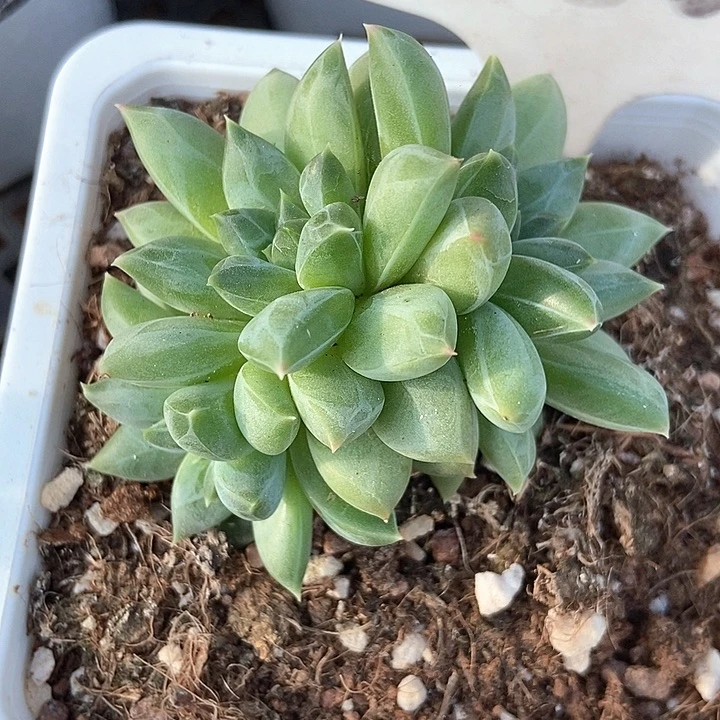 多肉植物幻影美人1020多肉