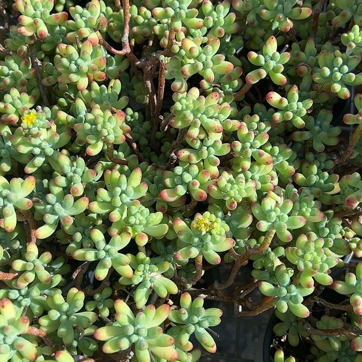 果冻乙女心多肉植物精品