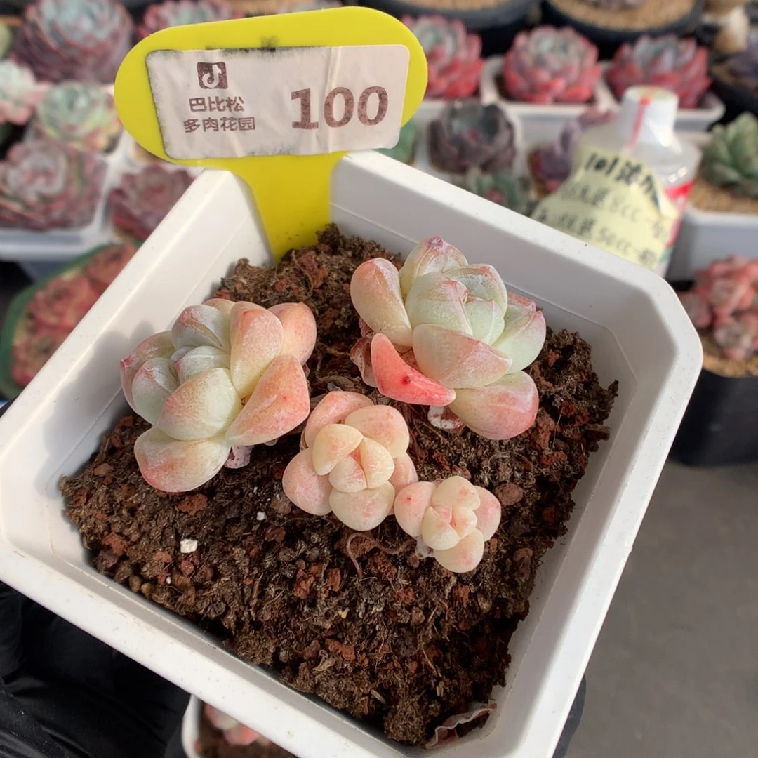 100 粉奶油冰玉多肉