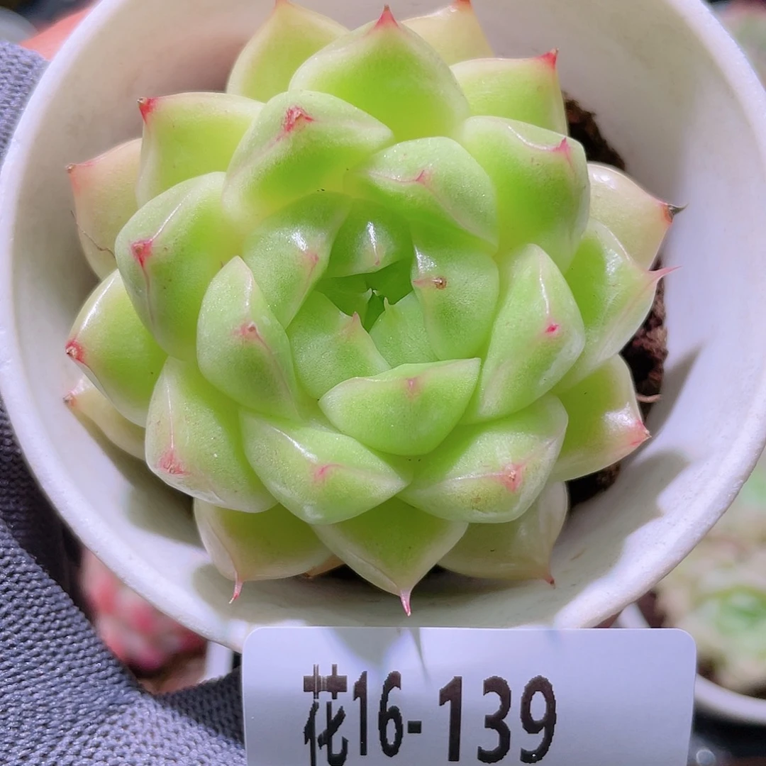 花利美16-139麦秆
