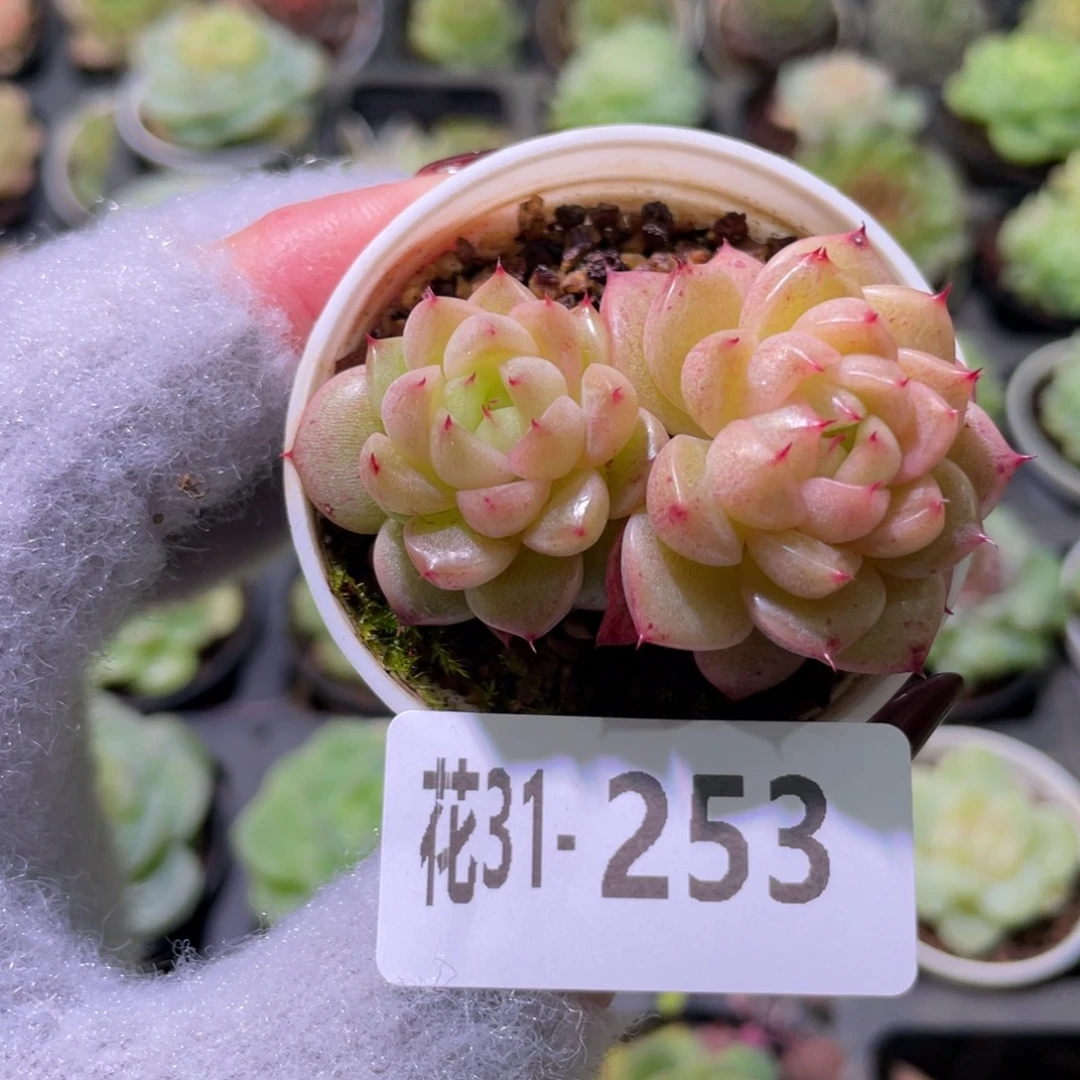 花利美31-253麦秆