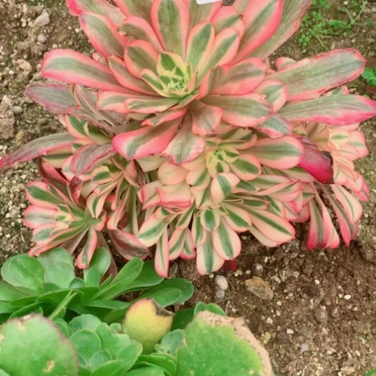 小*格多肉植物美度806