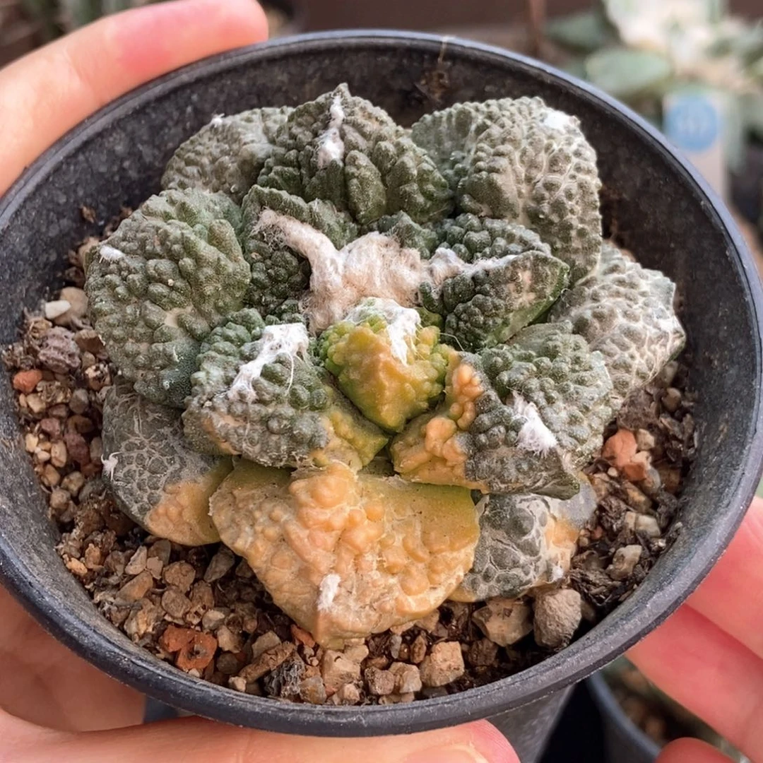 自根龟甲牡丹锦一颗6.5cm