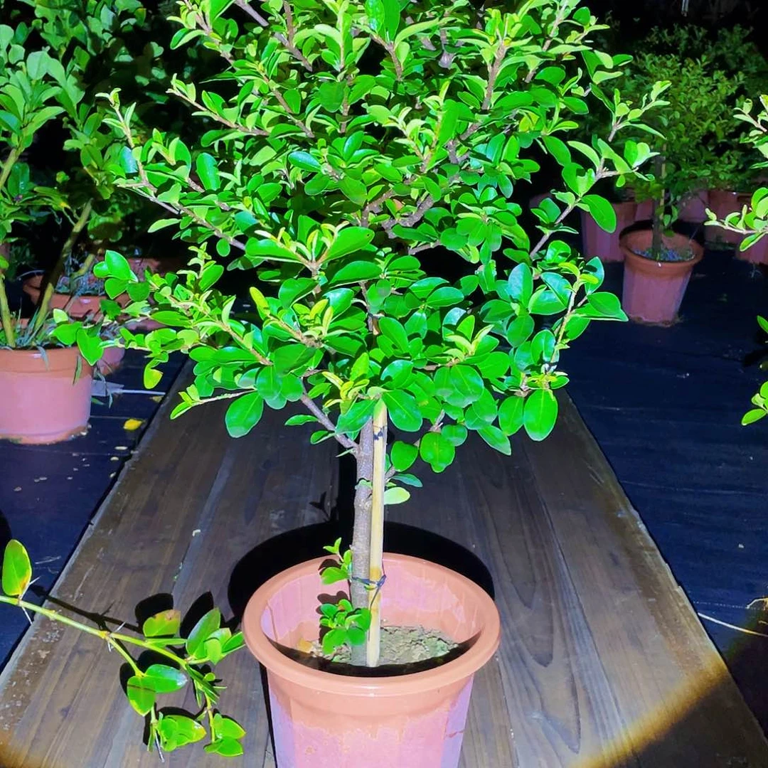 完全开放2222想你了啊我的宝儿啊我的小公主呜呜我