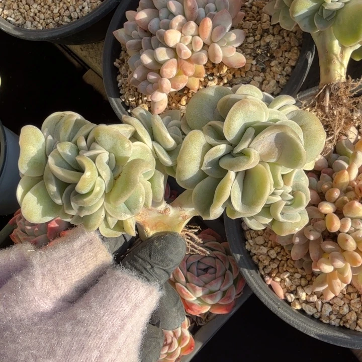 10厘米左右一物一拍的