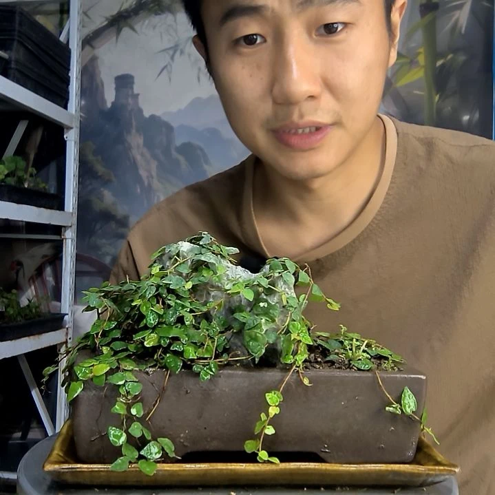 小**谢中青园艺一物一拍66