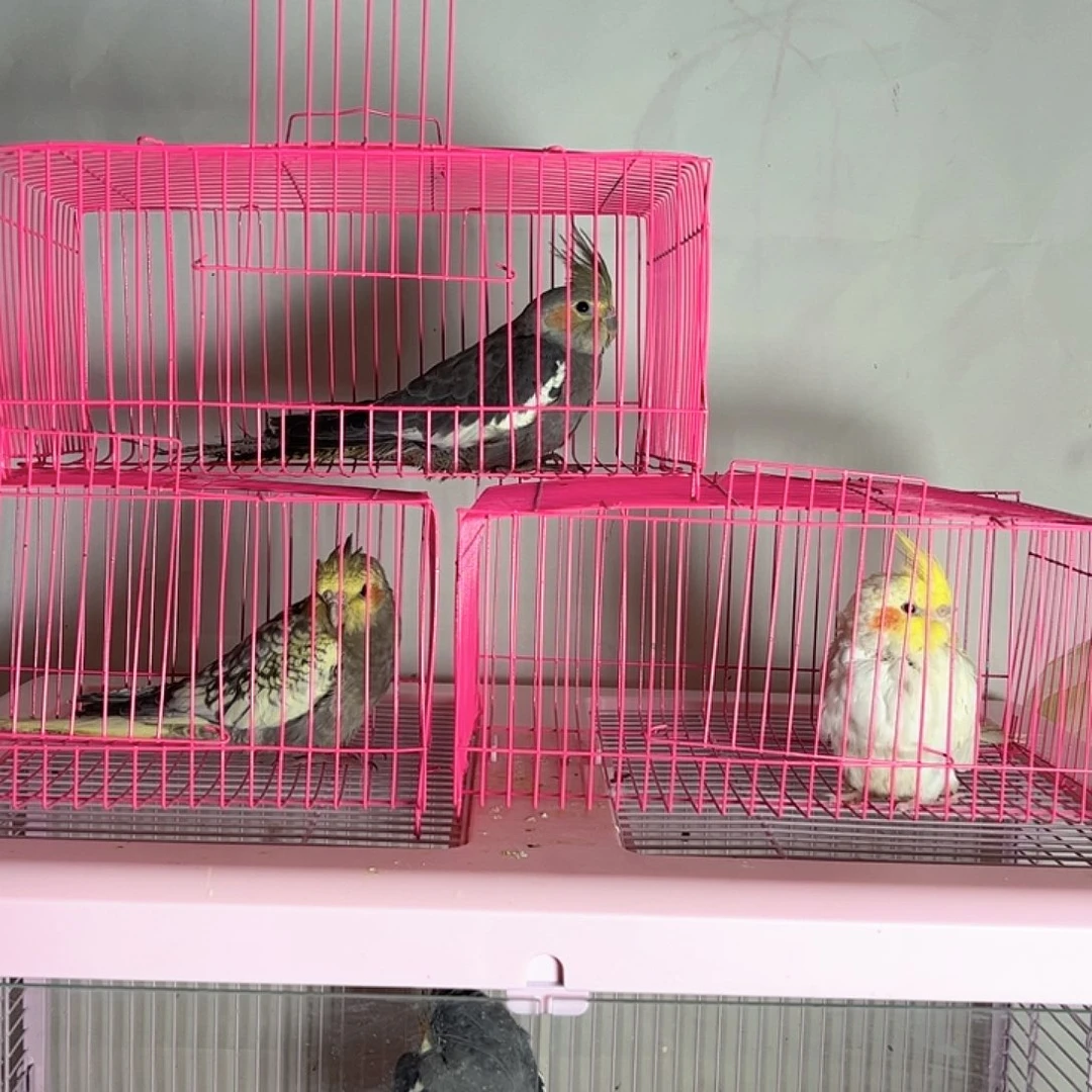 虎皮鹦鹉爱丽姐姐专属福利活动