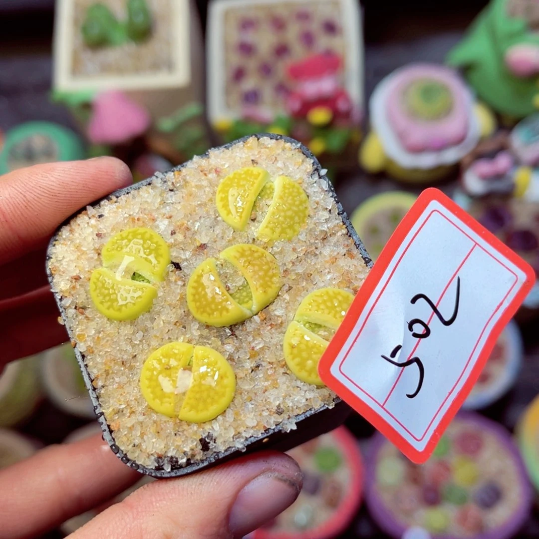 502生石花带盆发