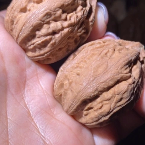 文玩核桃把件东北野生楸子小美64