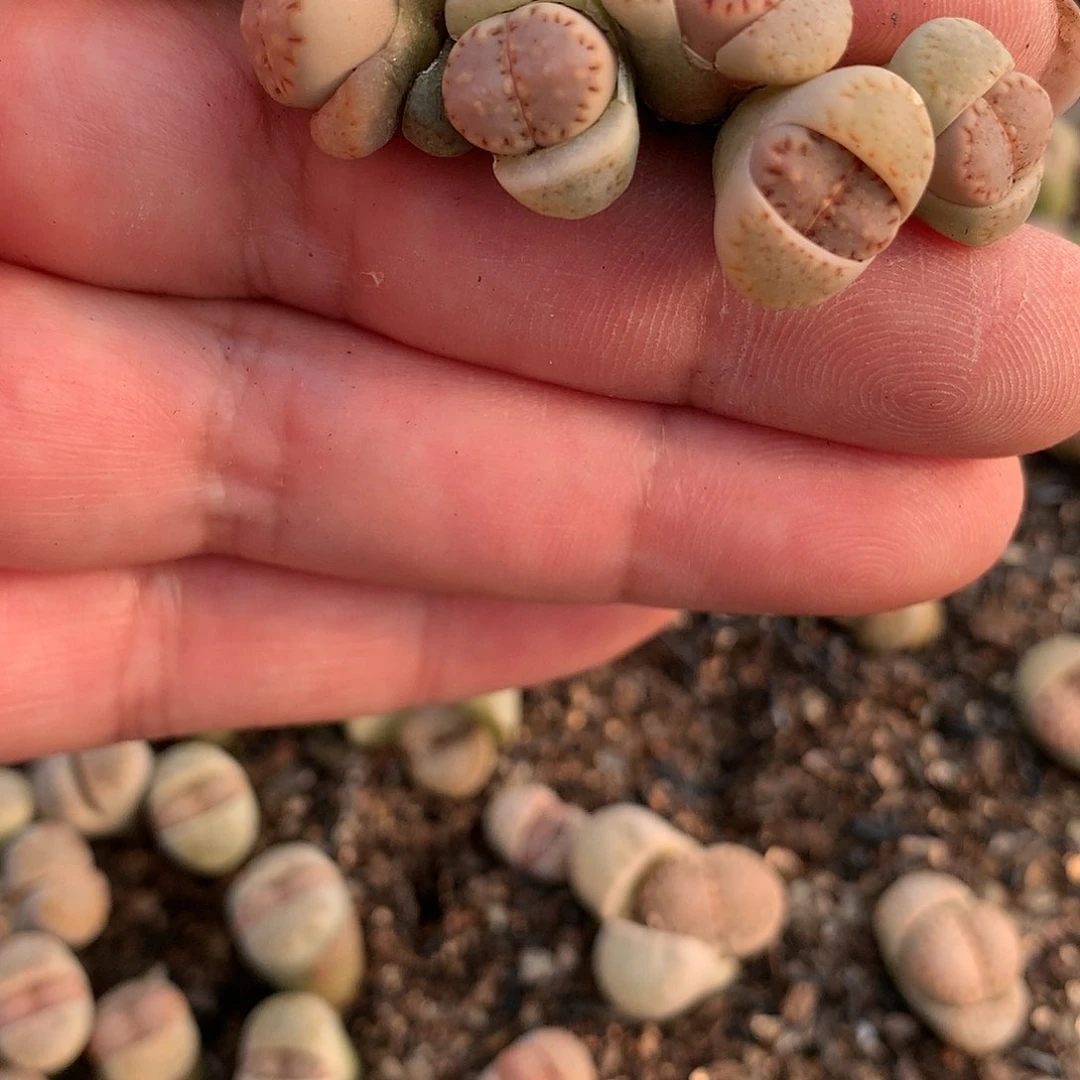 云**?K649多肉植物保护