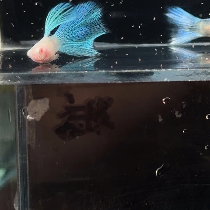 孔雀鱼兰草白子亚成一对