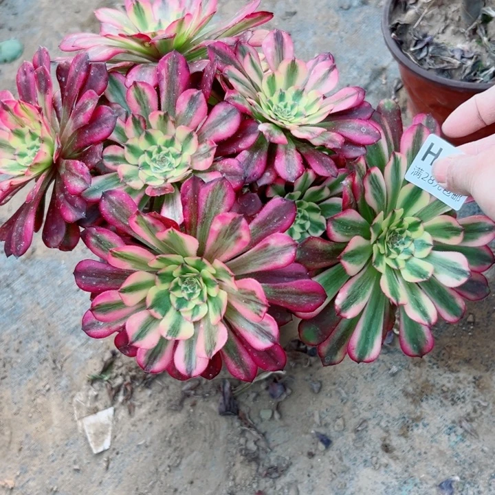 465舞天姬多肉植物