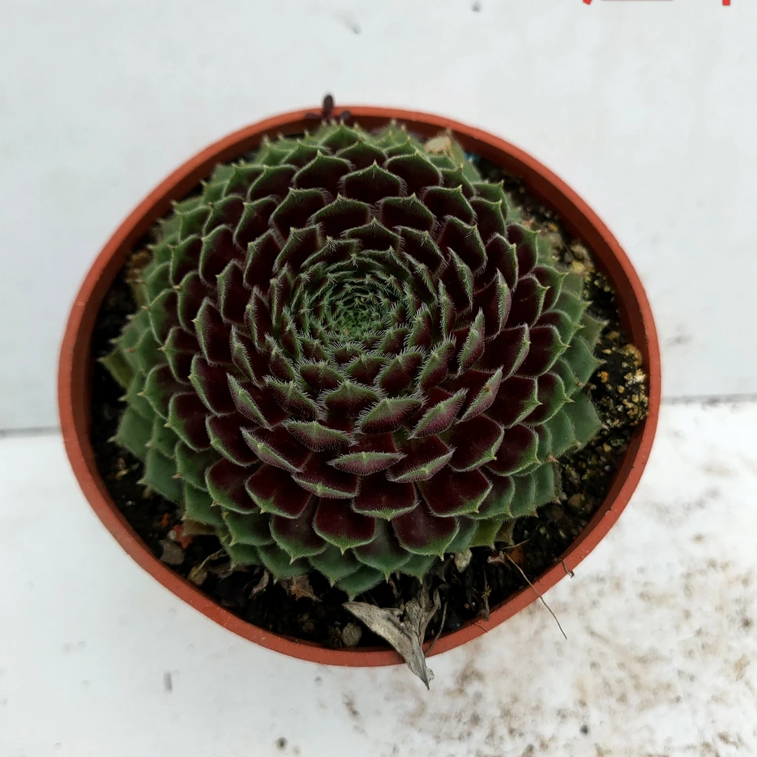 紫牡丹 发2盆满20包邮 7厘米不带盆土发货 以直播间为准 多肉植物