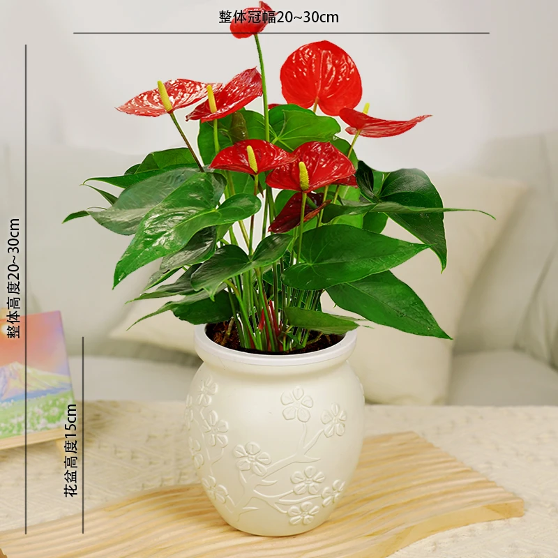 【带花发货】多花红掌盆栽客厅水培花卉鸿运当头办公室内绿植