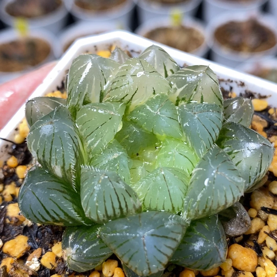 327三角巨大赤线玉露锦