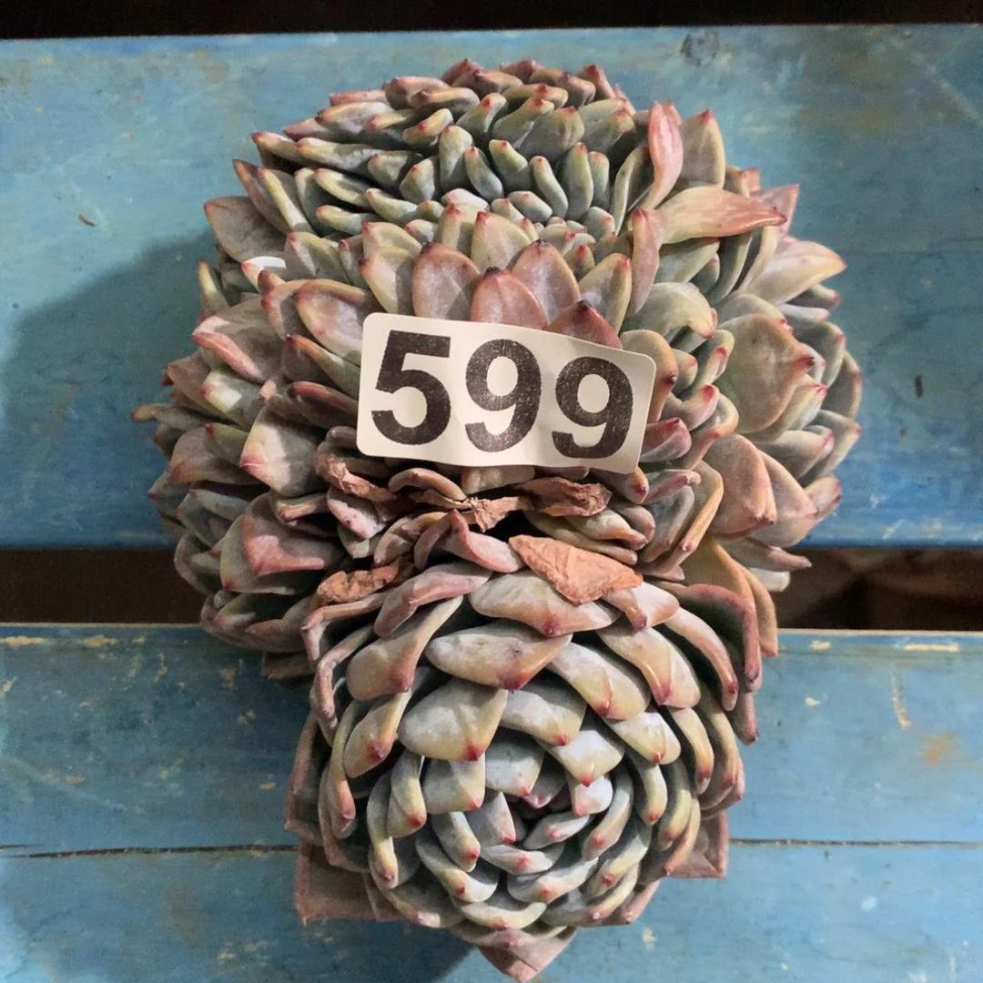 599崔崔多肉新疆西藏内蒙不包邮