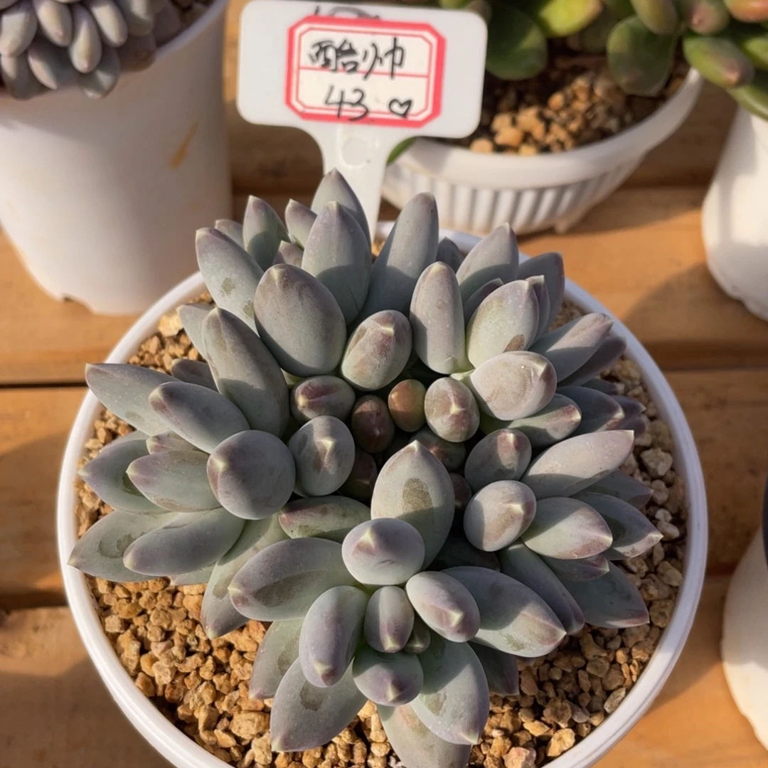 酷***我多肉酷帅43、