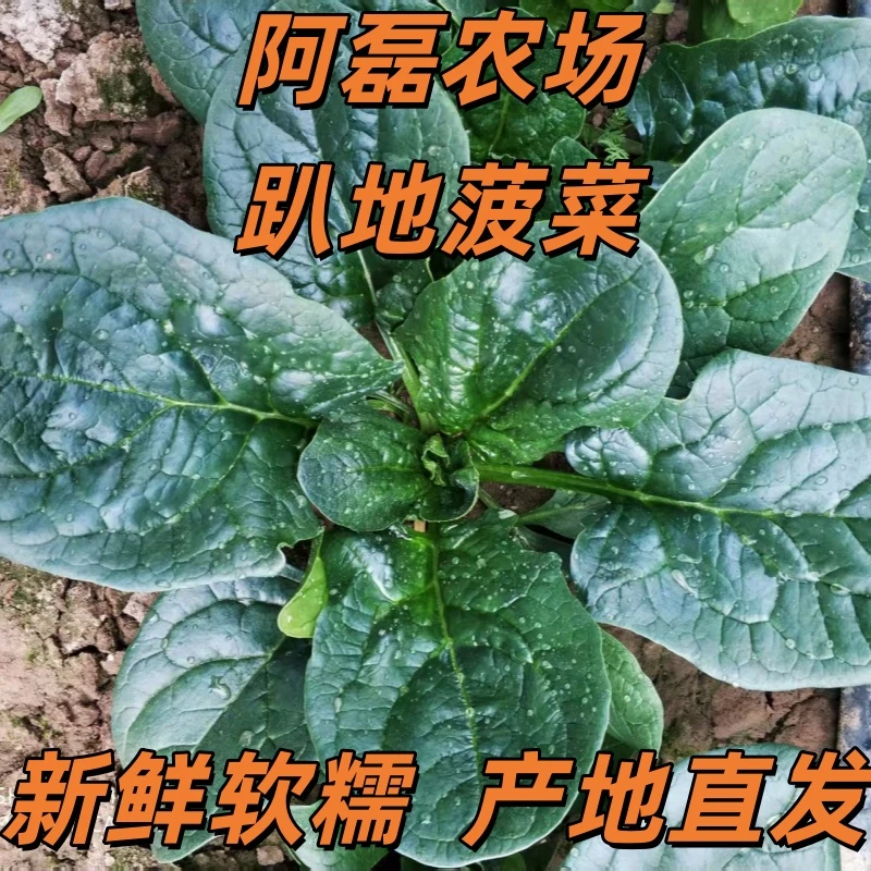 塞罕坝脚下正宗霜打趴地笨菠菜涮火锅蔬菜菠菜泥纯天然