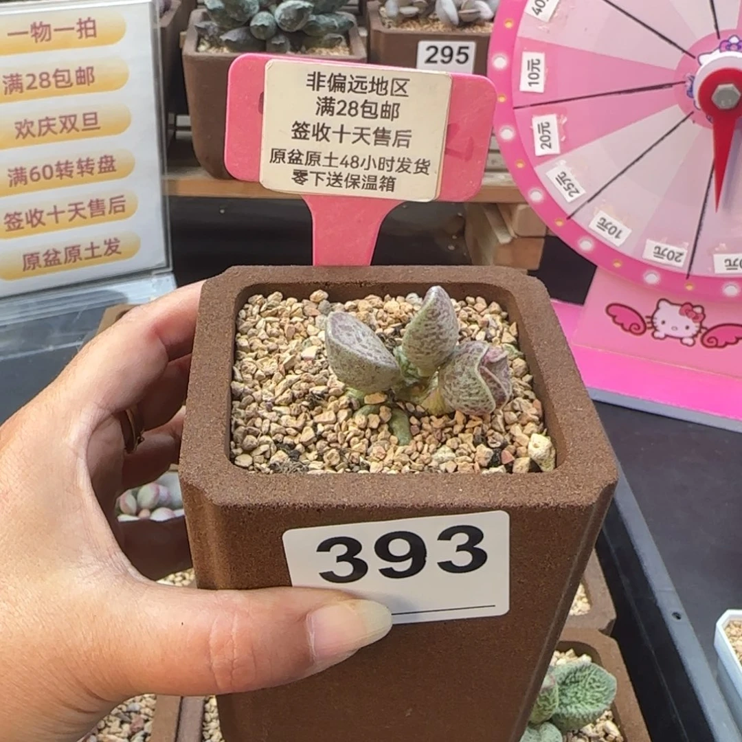 小***喵393实生多肉的植物