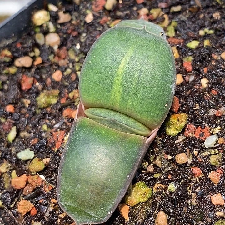 实生不带盆脱土裸根发货