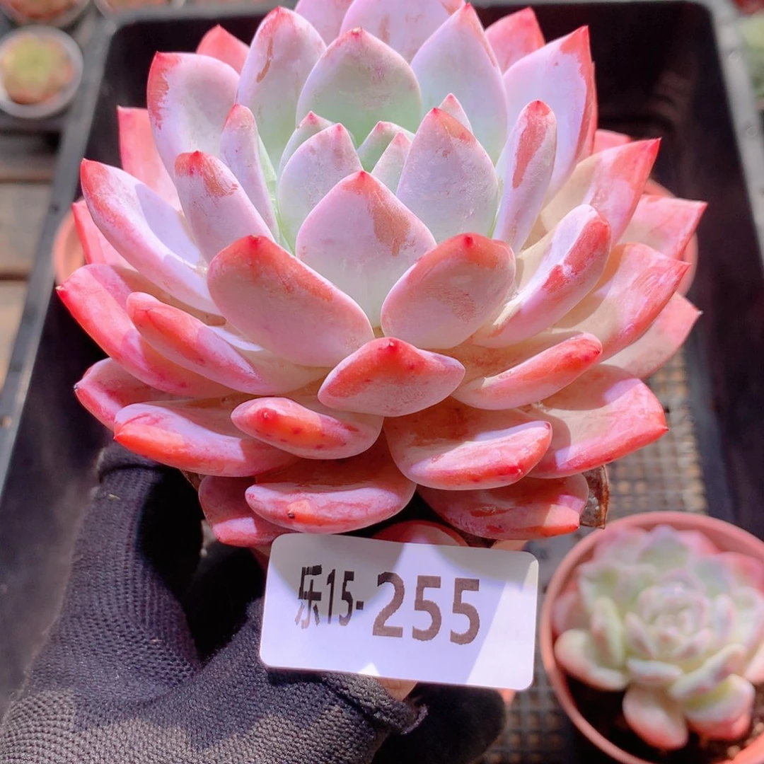 乐然15-255 橙梦露