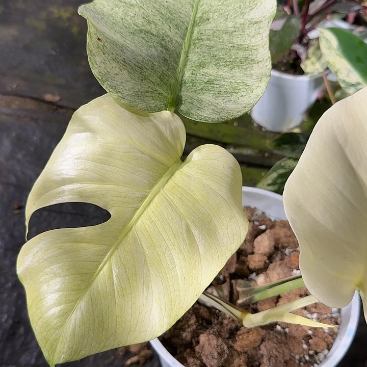 无花朵全锦薄荷龟背竹节后发