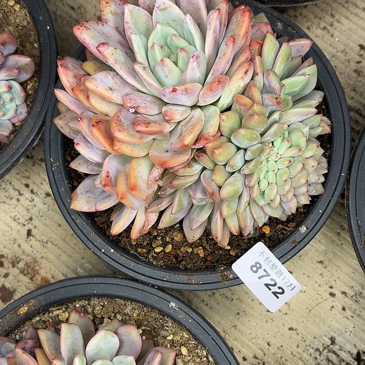 阿雅园艺。        8722凌雪缀