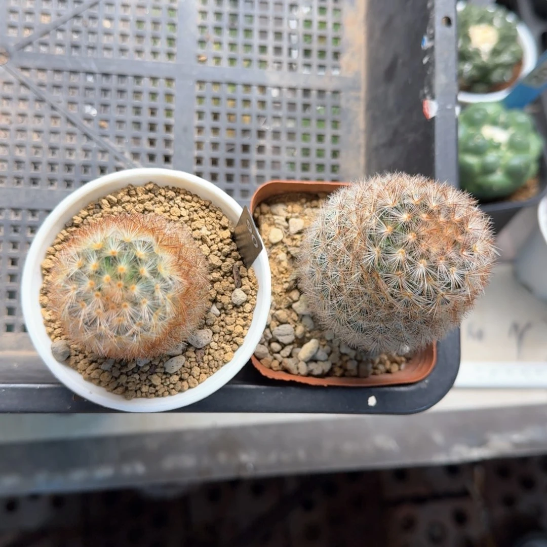 专拍90仙人球块根植物