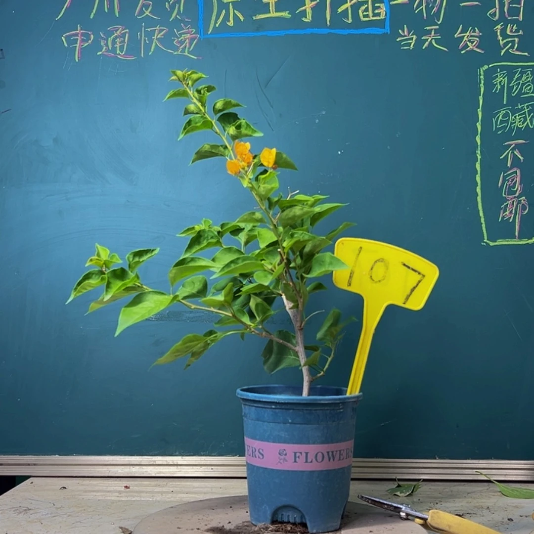 当前无花栽培后可以开花福利 柠檬黄  107
