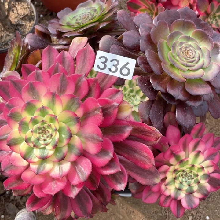 336多肉植物月蝉阴阳