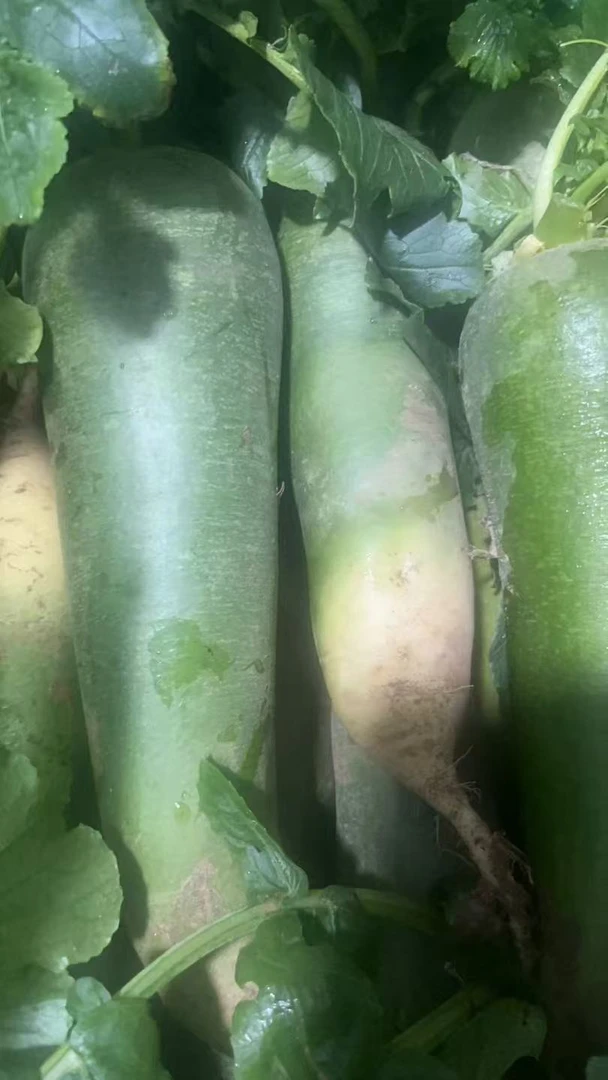 二路金蜜101水果萝卜5/8斤 介意外观勿拍京东或顺丰包邮