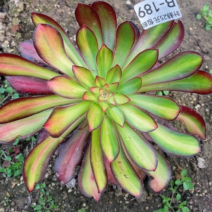 189魅力多肉12345678