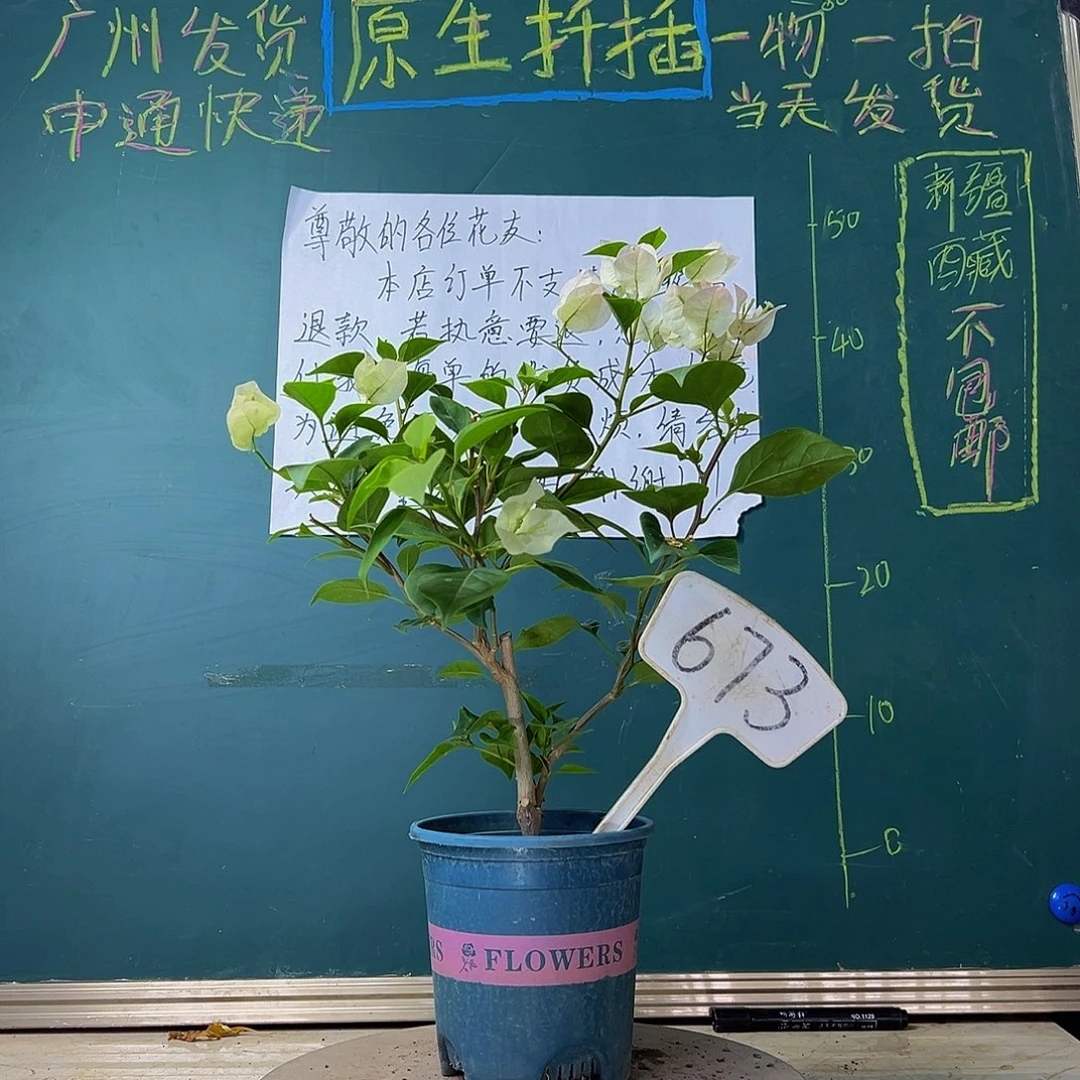 当前无花栽培后可以开花炸 绿樱673