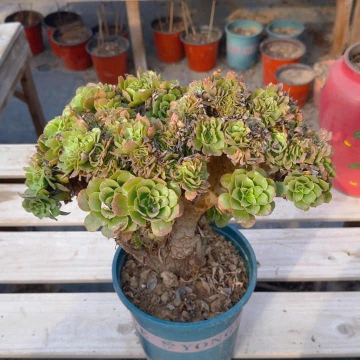 饿特特特特特特093