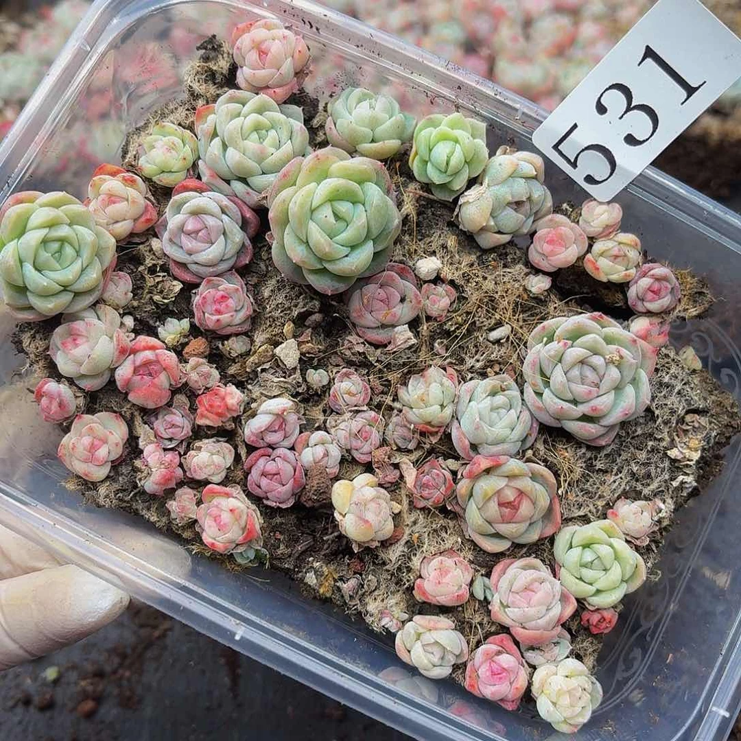 多肉植物多肉植物531