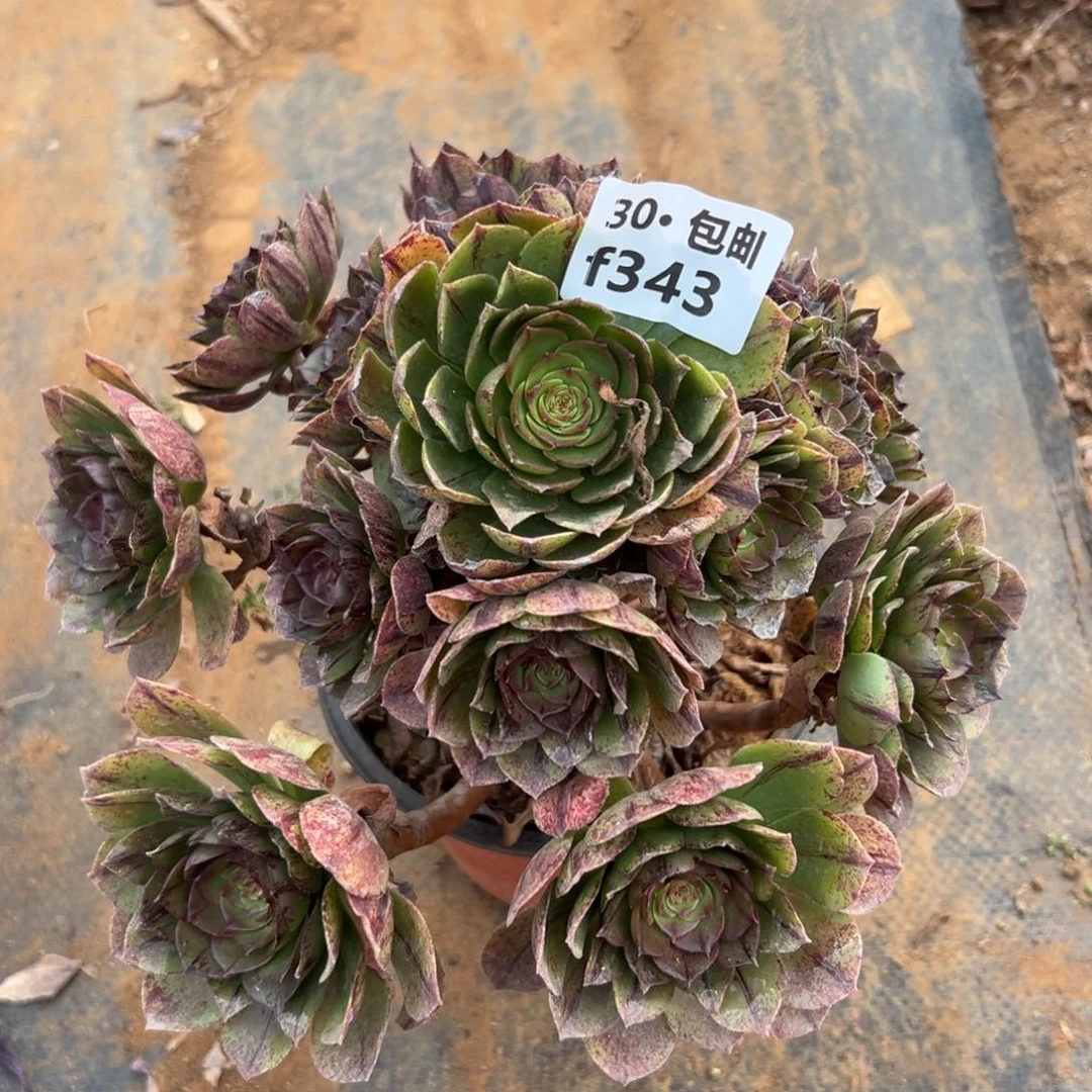 343万拉丝多肉法师