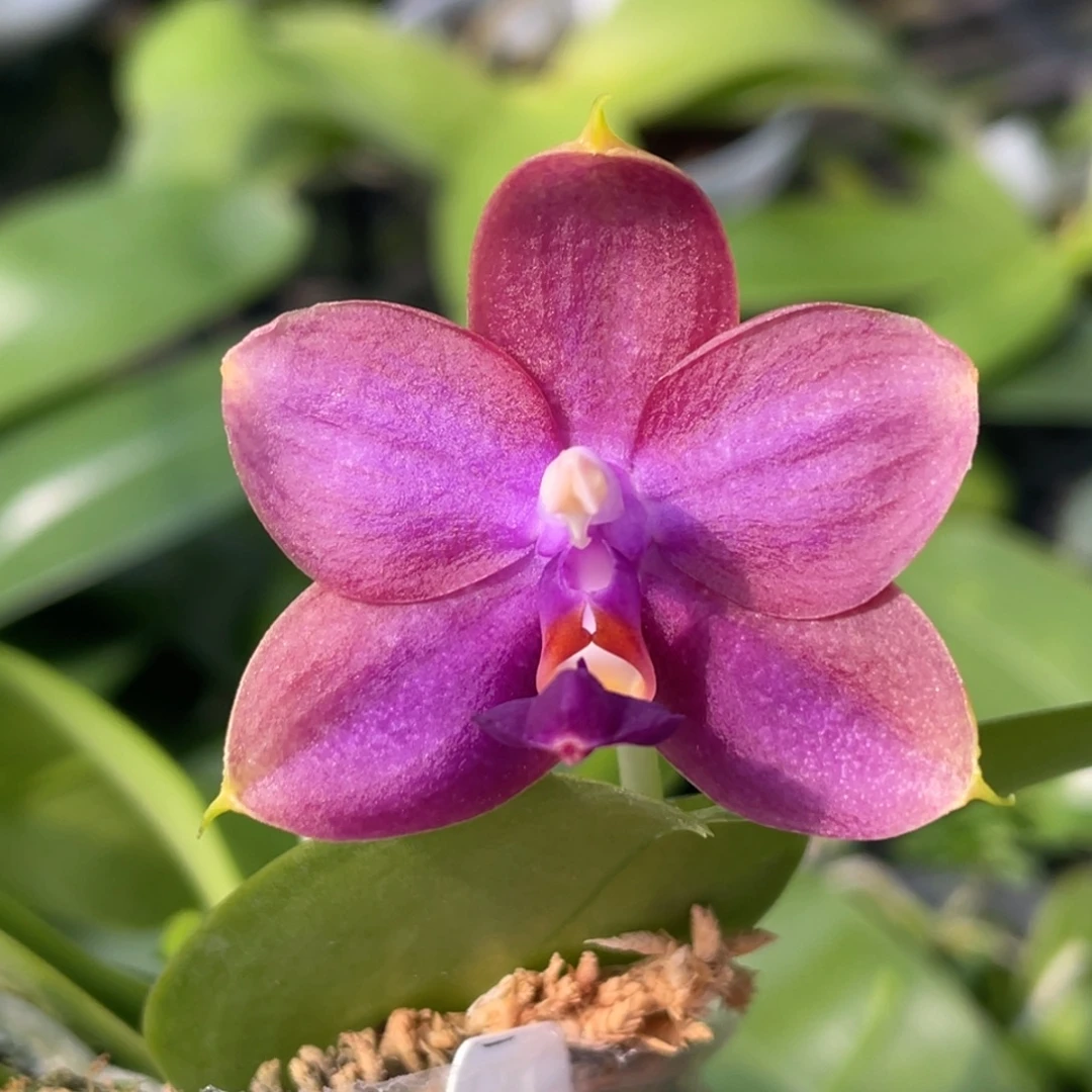 大部分花苞少量开放