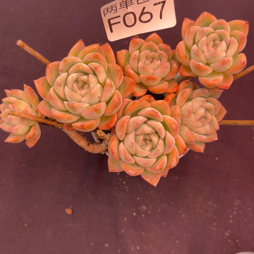 哈哈哈哈哈哈哈哈067