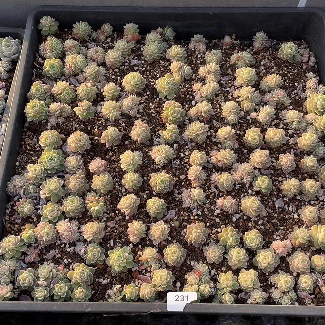 南***•231。  定。