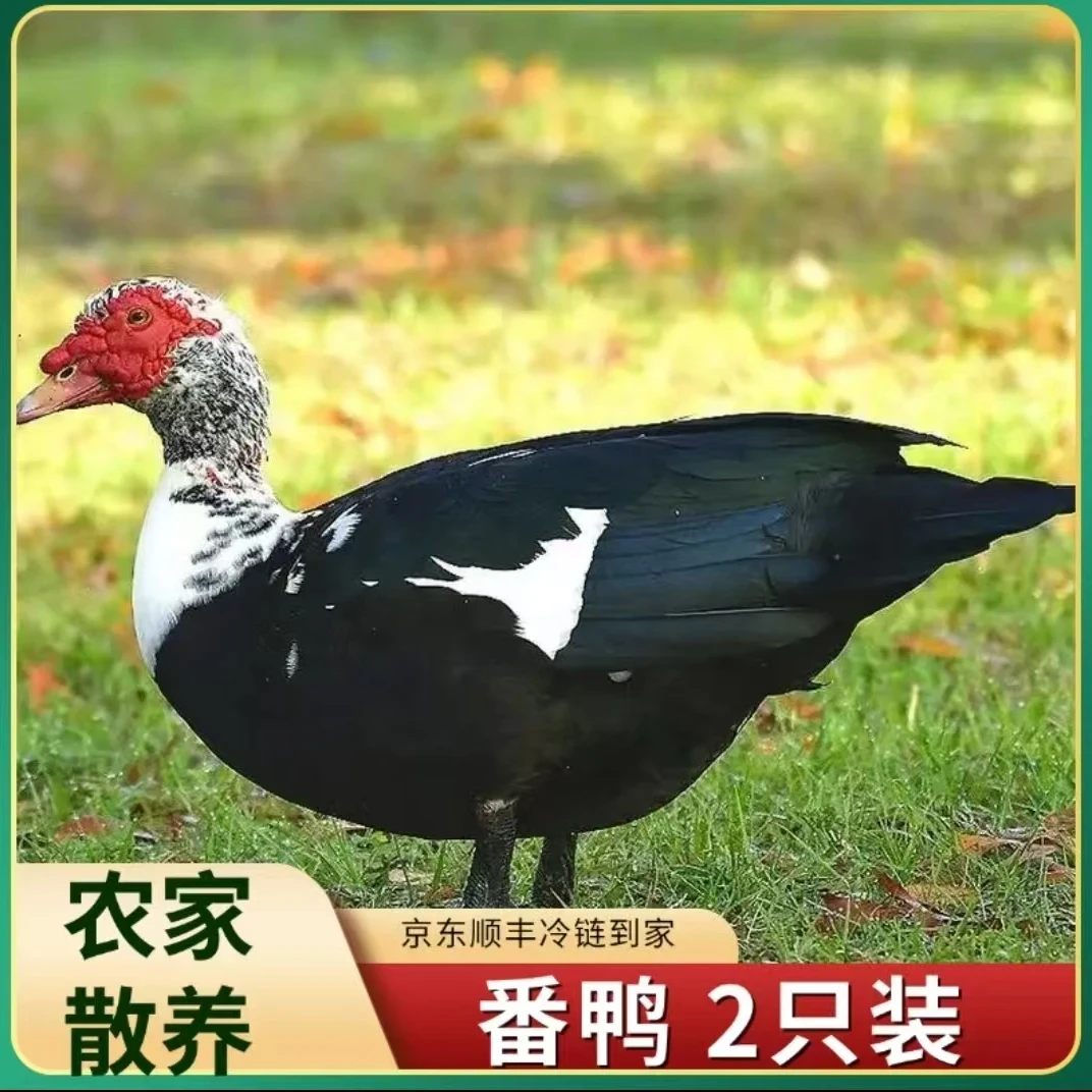 【九儿家1】山林放养番鸭 现宰现杀 2只净重10斤 顺丰冷链