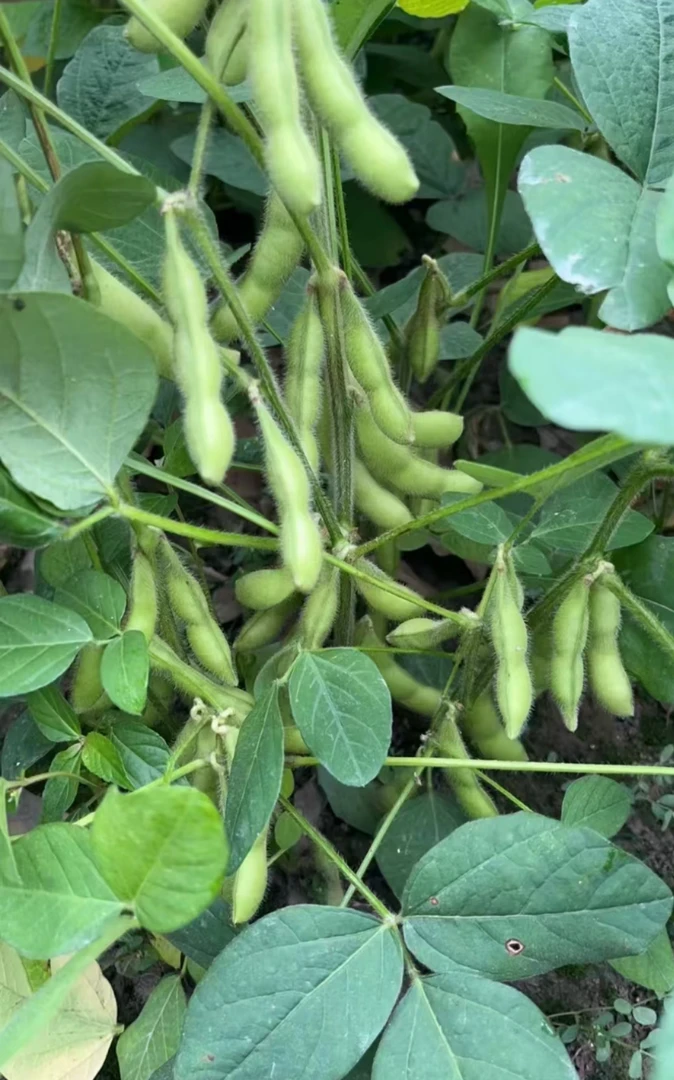 新鲜毛豆现摘现发，苏北新鲜菜