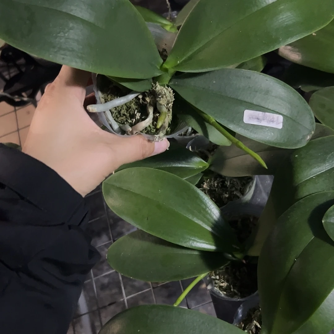 当前无花栽培后可以开花维斯康星2.8带剑