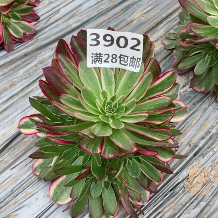3902一号棚孔雀翎多肉植物I