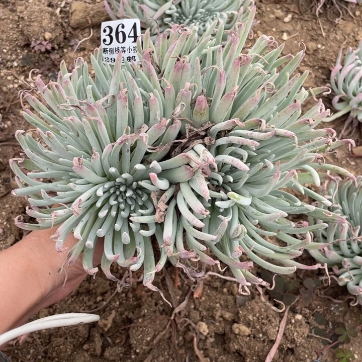可***儿364号爱杜丽丝多肉植物