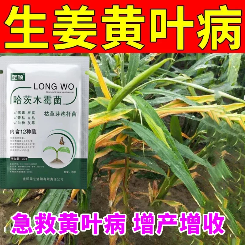 生姜黄叶病专用哈茨木霉菌急救白绢根腐提质增产抗病抗逆微生物肥